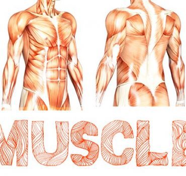 Muscle Font