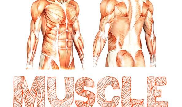 Muscle Font